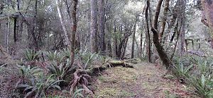 Not the Tin Range, just part of The Southern Circuit, ie, getting to the start. Tin Range, Stewart Island